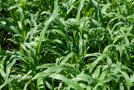 Grazing millet.jpg